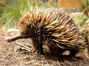 Mengenal Ekidna, Mamalia Berduri yang Mirip Landak Mengenal Ekidna, Mamalia Berduri yang Mirip Landak