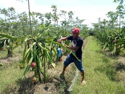 Sempat Anjlok, Harga Buah Naga di Banyuwangi Merangkak Naik