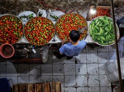 Kesegaran Tomat di Bulan-Bulan Hujan