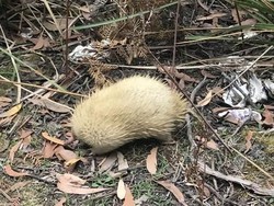 Langka! Ekidna Albino Tertangkap Kamera di Tasmania