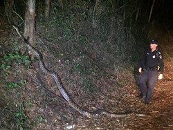 Viral Foto Polisi Temukan Ular Piton 5 Meter Saat Patroli Malam