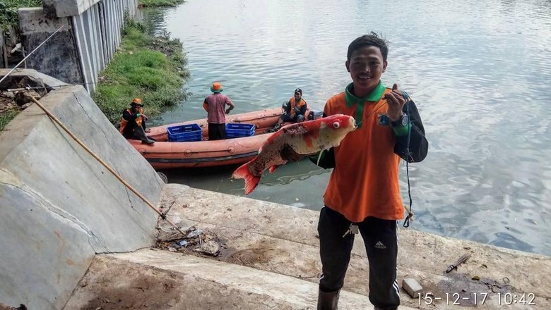 Cerita Pasukan Oranye Temukan Ikan Koi di Danau Sunter Jakut