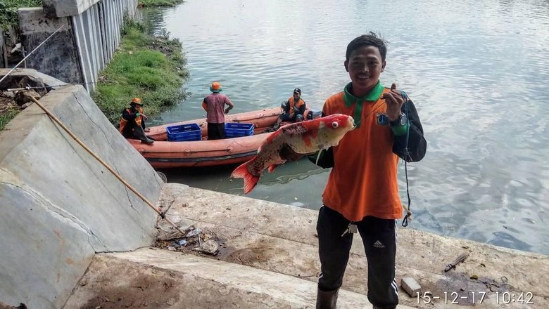 Cerita Pasukan Oranye Temukan Ikan Koi di Danau Sunter Jakut Cerita Pasukan Oranye Temukan Ikan Koi di Danau Sunter Jakut