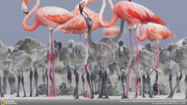 Deretan Foto Keren Jawara NatGeo Nature 2017