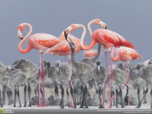 Deretan Foto Keren Jawara NatGeo Nature 2017 Deretan Foto Keren Jawara NatGeo Nature 2017