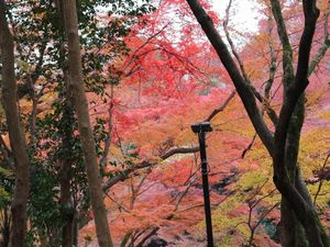 Colorfull trees