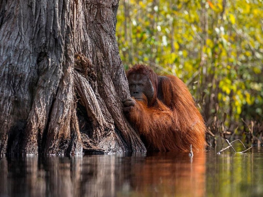Orangutan Tak Biasa Jadi Foto Terbaik Nat Geo 2017