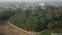 Foto: Bukan Sulap Bukan Sihir, Satu Pohon Menjadi Hutan