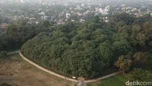 Foto: Bukan Sulap Bukan Sihir, Satu Pohon Menjadi Hutan