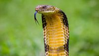 Kisah Tragis Tewas Dipatuk King Cobra: Irma Bule, Aril sampai Pawang