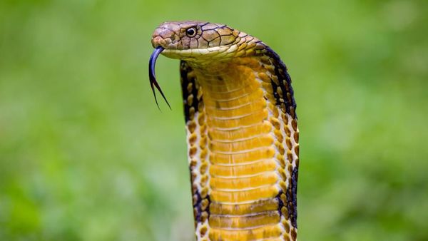 Kisah Tragis Tewas Dipatuk King Cobra: Irma Bule, Aril sampai Pawang