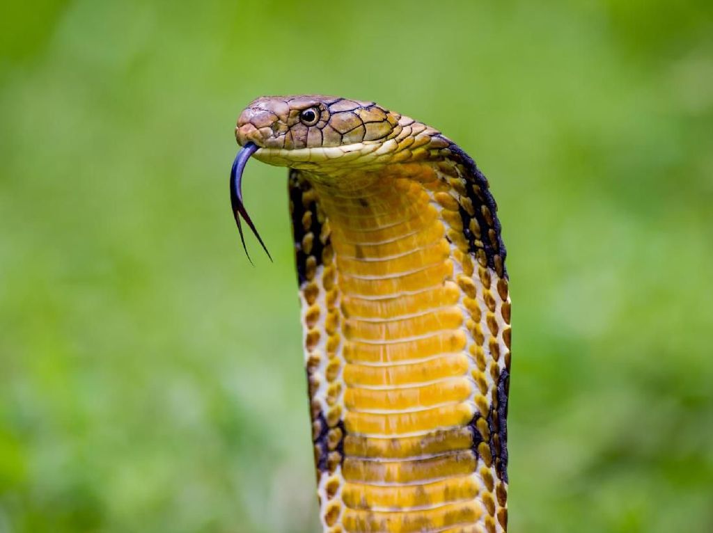 Indonesia Beli Antivenom Ular King Kobra, Tersedia di Mana?