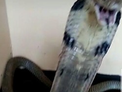 Ular King Kobra yang Tewaskan ABG Syahril Sudah Dijual