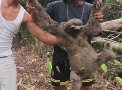 Sungguh Miris, Ini yang Dilakukan Pemburu Sloth di Peru