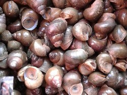 Bisnis Keong Sawah, Pria Ini Raup Omzet Rp 18 Juta/Bulan