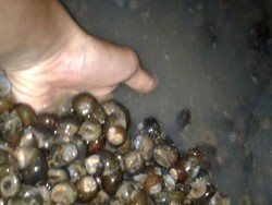 Korban Keracunan Tutut di Sukabumi Bertambah 22 orang