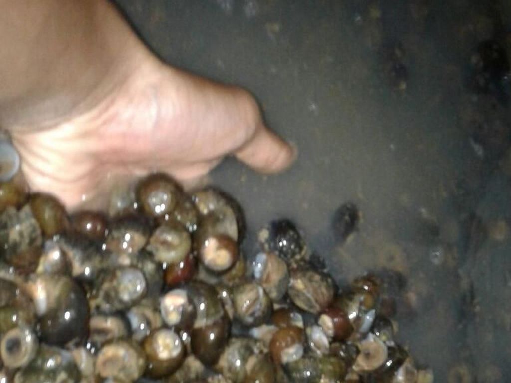 Korban Keracunan Tutut di Sukabumi Bertambah 22 orang Korban Keracunan Tutut di Sukabumi Bertambah 22 orang