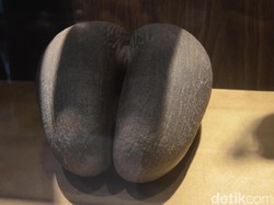 Terungkap! Asal-usul Kelapa Ajaib di Keraton Kasepuhan Cirebon