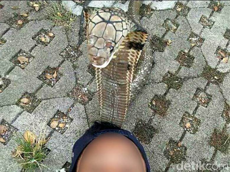 ABG Syahril Kerap Atraksi dengan King Kobra untuk Donasi ABG Syahril Kerap Atraksi dengan King Kobra untuk Donasi