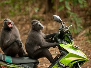 Bikin Ngakak, Jawara Kontes Foto Komedi Hewan Bikin Ngakak, Jawara Kontes Foto Komedi Hewan