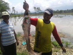 Wuih! Warga Jaring Lele Jumbo di Tengah Banjir Ponorogo