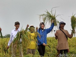 Kementan: Kebutuhan Beras Akhir Tahun Cukup