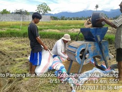 Panen Lebih Awal, Kementan Optimistis Pasokan Beras Cukup