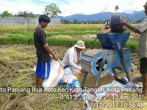 Panen Lebih Awal, Kementan Optimistis Pasokan Beras Cukup Panen Lebih Awal, Kementan Optimistis Pasokan Beras Cukup
