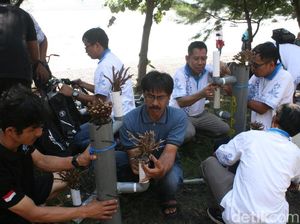 100 Terumbu Karang Ditanam di Pantai Grand Watudodol