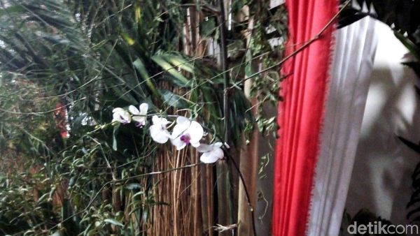 Foto: Tanaman-tanaman Langka di Konferensi Pers Bu Mega