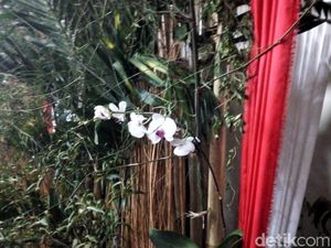 Politik Hijau dan Tanaman Langka Megawati