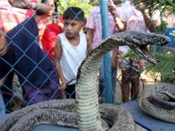 King Kobra Amat Mematikan, Kok Masih Banyak yang Pelihara?