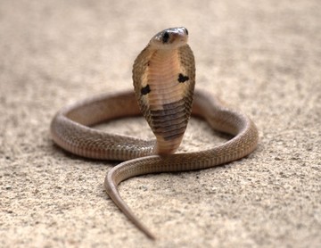 Misteri Besar King Cobra Terpecahkan, Terkait Indonesia