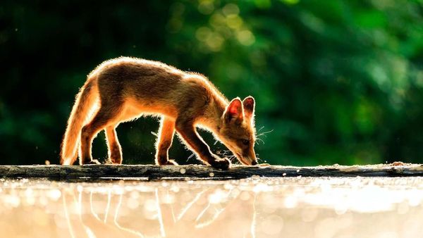 Wow! Deretan Foto Keren Ini Dipotret Anak-anak