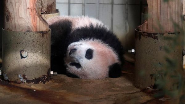 Bayi Panda Ini Goler-goleran Jelang Debut di Kebun Binatang Tokyo