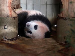 Video: Penampilan Perdana Bayi Panda Kelahiran Prancis Pukau Publik