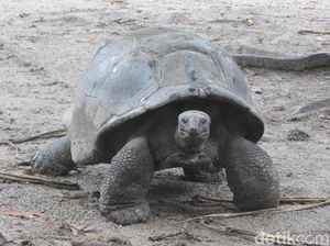 Wow! Ada Kura-kura Raksasa di Seychelles Wow! Ada Kura-kura Raksasa di Seychelles