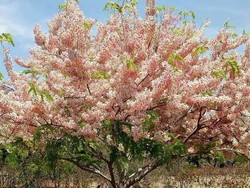 Yang Kamu Belum Tahu: Bunga Sakura di Sumba