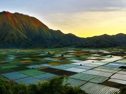 Wisata Bukit Selong Sembalun: Lokasi, Rute, Harga Tiket, Jam Operasional