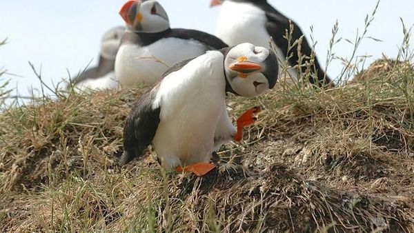 Deretan Foto Komedi Hewan Bikin Terpingkal