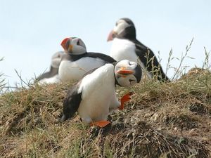 Deretan Foto Komedi Hewan Bikin Terpingkal