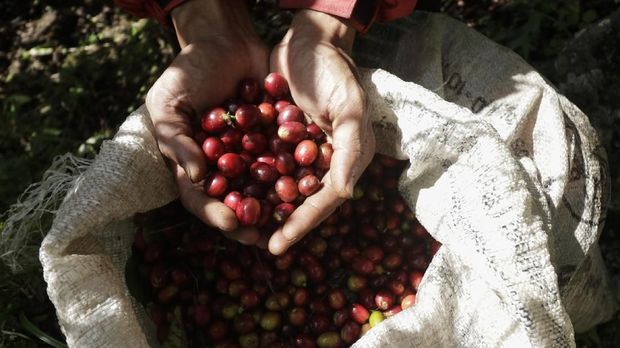 ACEH, INDONESIA – 18 DESEMBER: Petani memetik kopi Arabica Gayo di kebun milik mereka di Takengon, Provinsi Aceh, Indonesia pada 17 Desember 2017. Kopi Arabica Gayo merupakan salah satu kopi terbaik dunia, pada tahun 2017, jumlah produksi kopi Arabica Gayo mencapai 46 ribu ton dan diekspor ke berbagai negara di dunia. ( Junaidi Hanafiah - Anadolu Agency )