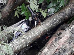 Tertimpa Pohon Tumbang, Pemotor di Sabang Tewas Saat Dibawa ke RS