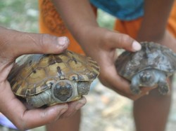Lucunya Tuntong, Kura-kura Aceh yang Nyaris Punah