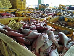 Bu Susi, Ikan Kalah Populer Dibanding Ayam