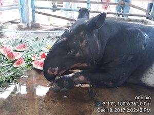 Kasihan, Ini Kondisi Tapir yang Masuk ke Permukiman dan Diikat Warga