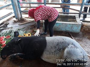Masuk Satwa yang Dilindungi, Tak Bisa Sembarang Perlakukan Tapir