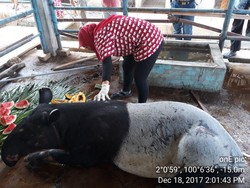 Masuk Satwa yang Dilindungi, Tak Bisa Sembarang Perlakukan Tapir