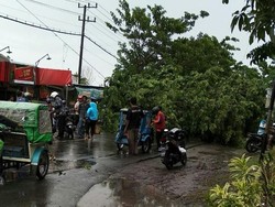 Pohon Tumbang Timpa 2 Motor di Lamongan, Korban Jiwa Nihil
