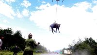 Saat Sapi yang Penuh Lumpur Diangkut dan Digantung Pakai Helikopter